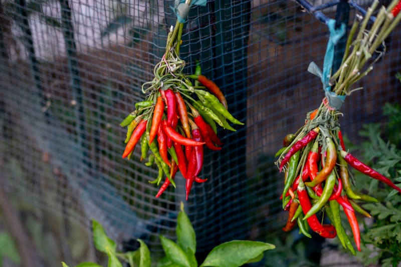 Spicy Diavola Pizza with salami and chili